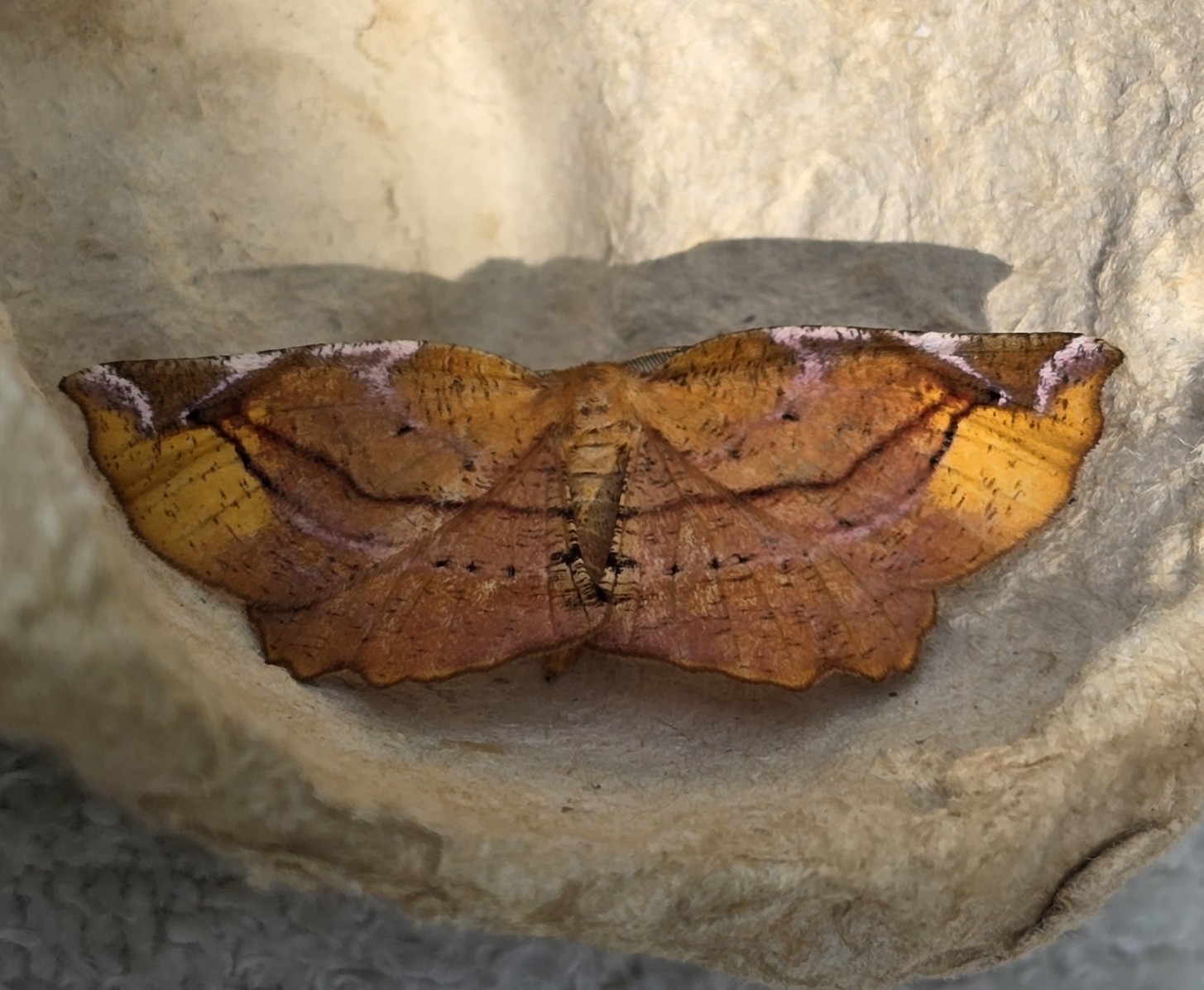 Photo of Lilac Beauty (Apeira syringaria)
